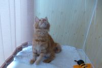 Лот: 4878923. Фото: 2. Мейн-кун мальчик красный / мейн... Животные и уход