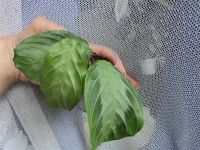 Лот: 2964836. Фото: 2. черная маранта Maranta leuconeura... Комнатные растения и уход