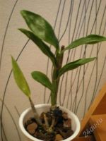 Лот: 1374078. Фото: 2. Den. amathystoglossum. Комнатные растения и уход