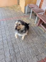 Лот: 18813071. Фото: 5. Собаки