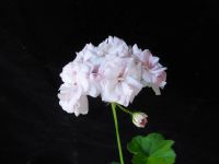 Лот: 8100557. Фото: 4. Герань розенбудная Lady Gertrude... Красноярск