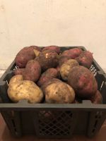 Лот: 19445570. Фото: 2. Картофель урожай 2022. Продукты