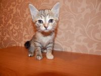 Лот: 6560228. Фото: 3. Котята. Растения и животные