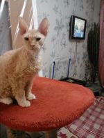 Лот: 3459228. Фото: 2. Донской сфинкс (брашик). Животные и уход