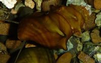 Лот: 346615. Фото: 2. Улитка: Brotia pagodula. Аквариумистика