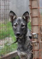Лот: 1977528. Фото: 3. Сара, хорошая собака в добрые... Растения и животные