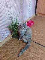 Лот: 9850436. Фото: 2. Отдам маленькую кошечку в хорошие... Животные и уход