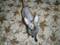 Лот: 1511481. Фото: 2. котята помесь канадского сфинкса. Животные и уход