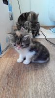 Лот: 9644704. Фото: 4. Кошечка персидская, трехцветная... Красноярск