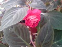 Лот: 8448686. Фото: 2. Бальзамин махровый черенок. Комнатные растения и уход