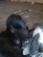 Лот: 3068340. Фото: 2. Котята 2 месяца. Животные и уход