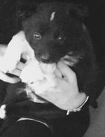 Лот: 8916591. Фото: 6. Щенки лайки в хорошие руки