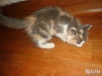 Лот: 10258170. Фото: 7. Девочка-арлекин. 3 месяца