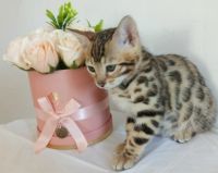 Лот: 15788741. Фото: 3. бенгальский котенок CASSY. Растения и животные