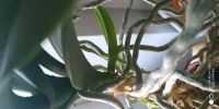 Лот: 13535627. Фото: 2. Орхидея. Комнатные растения и уход