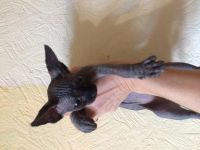 Лот: 12612796. Фото: 2. Котенок канадский сфинкс. Животные и уход