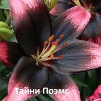 Лот: 15580232. Фото: 3. Лилии. Шедоу. Рокет. Поэмс. Петхай... Для дачи, дома, огорода, бани, парка