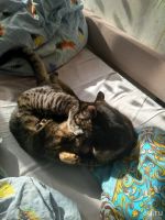 Лот: 13863300. Фото: 5. Заберите котика