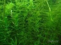 Лот: 1203361. Фото: 2. Rotala species 'Vietnam. Аквариумистика