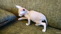 Лот: 13049350. Фото: 3. Котенок сфинкс. Растения и животные