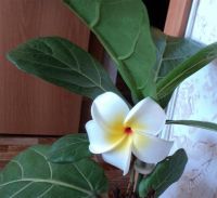 Лот: 2643663. Фото: 2. Тайский цветок - заколка (вспененый... Аксессуары