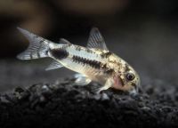 Лот: 24296832. Фото: 6. Хаброзус карликовый сомик Коридорас...