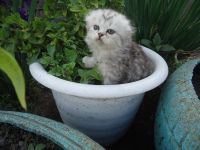 Лот: 4262390. Фото: 6. Шикарные Шотлаты. Сделайте себе...