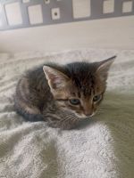 Лот: 21172589. Фото: 6. Котята