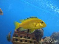 Лот: 7729404. Фото: 3. Лабидохромис Еллоу 3 шт(самец... Растения и животные