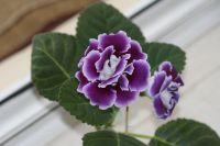 Лот: 3967219. Фото: 6. Глоксиния (фиолетовая махровая...