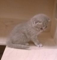 Лот: 12847702. Фото: 3. Котенок. Растения и животные