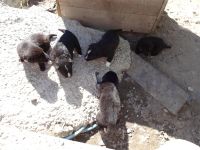 Лот: 4425170. Фото: 3. Щенки. Растения и животные