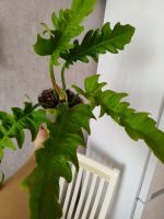 Лот: 21451771. Фото: 2. Филодендрон "Золотой крокодил... Комнатные растения и уход