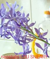 Лот: 19041666. Фото: 2. Орхидея neostylis. Комнатные растения и уход