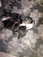 Лот: 10705328. Фото: 6. Щенки от маленькой собаки.