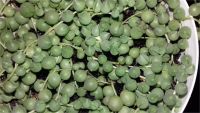 Лот: 9449715. Фото: 2. Крестовник Роули (Senecio rowleyanus... Комнатные растения и уход