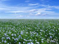 Лот: 10431627. Фото: 2. Семена льна (самые качественные... Продукты