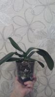 Лот: 11420517. Фото: 4. орхидея фаленопсис (отцвела)цвет... Красноярск
