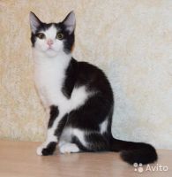 Лот: 7465402. Фото: 4. Галчонок смешной котенок ищет... Красноярск