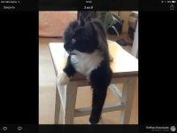 Лот: 5971841. Фото: 3. Симпатичный котята от британской... Растения и животные