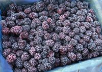 Лот: 16481055. Фото: 10. Курица, говядина, свинина, рыба...