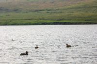 Лот: 11860319. Фото: 13. Земельный участок, Кузнецово