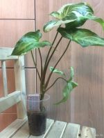 Лот: 12475782. Фото: 2. Сингониум Мейджик Марбл. Комнатные растения и уход