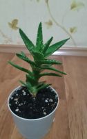Лот: 23337689. Фото: 3. Сортовое алоэ. Растения и животные