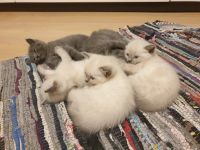 Лот: 19483786. Фото: 7. Очаровательные котята! 1 мальчик...