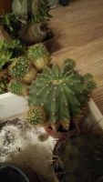 Лот: 10804555. Фото: 3. Кактус 6. Растения и животные