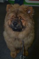 Лот: 6167213. Фото: 3. Продам щенка Чау-чау. Растения и животные