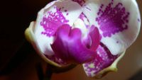 Лот: 5263113. Фото: 2. Орхидея фаленопсис F19(отцвела... Комнатные растения и уход