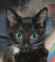 Лот: 746125. Фото: 2. Чудный котейка;). Животные и уход