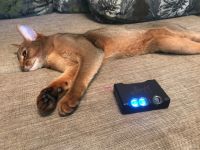 Лот: 18248423. Фото: 2. Chord Mojo - ЦАП / усилитель для... Аудиотехника